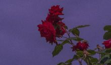 超级温柔的励志句子 充满正能量的短句