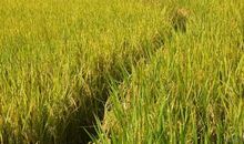 对景色失望的句子是什么