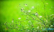 优美的伤感的句子