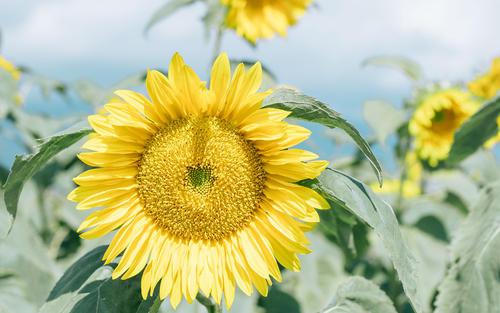 生活中每一个幸福都是最重要的