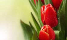 含蓄思念问候短信