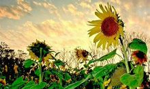 努力过自己想要的生活说说