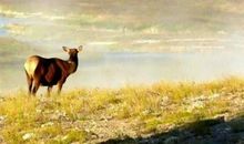 爱护大自然保护野生动物宣传标语