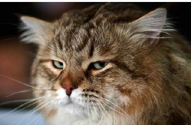 小编编造了60句“鄙视人”的句子