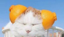 古诗搞笑混搭 毫无违和感的诗句乱接