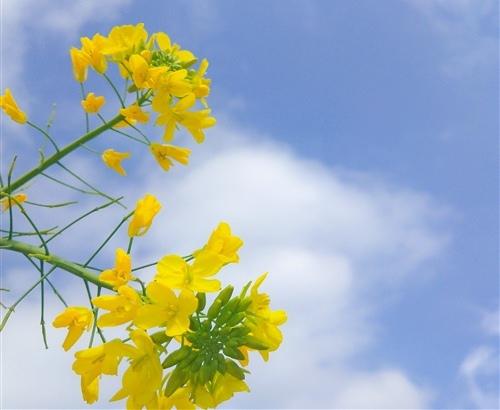 在油菜籽灌木丛中