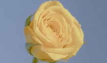 很现实的人生感悟句子 对人生感悟的精辟说说