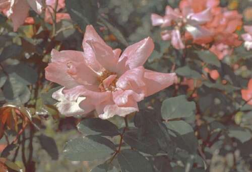 一个美丽的句子是一杯绿茶