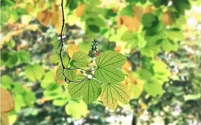 全等级凤凰月光