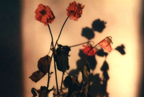 句子是伤心到了极点，我想哭短句