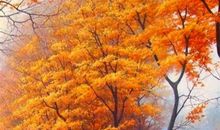 值得积累的优美句子亲情