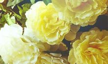 亲情要的简短句子