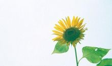 女生签名简短个性签名,简短走心