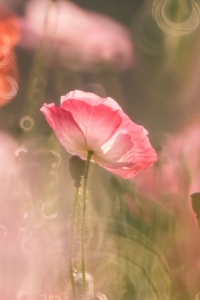 关于家庭之爱的简短句子