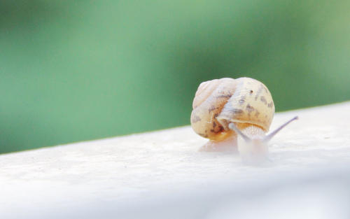 用来描述看到小动物的高兴程度的句子表达看到小动物时的高兴2