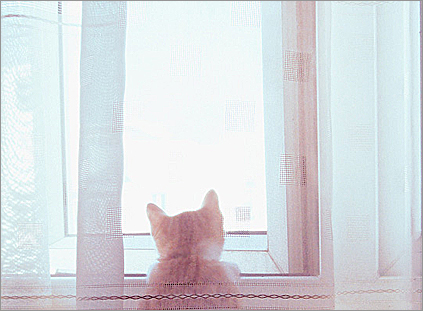 用来描述看到小动物的快乐的句子