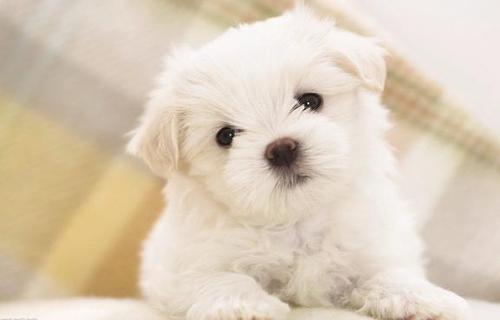 用来描述狗很开心的句子用来描述狗很开心的句子