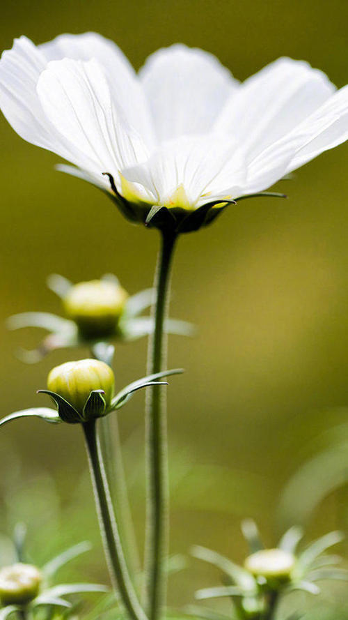 关于家庭关系的简短优美的句子2