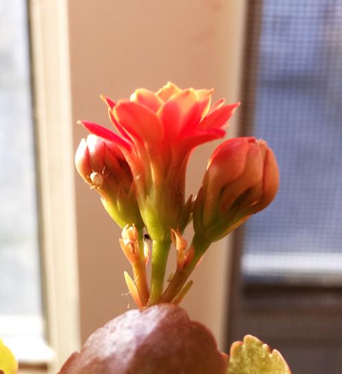 简短而热情的句子2