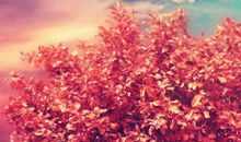 有关亲情的古风句子简短