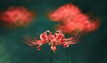 说亲情的优美句子简短