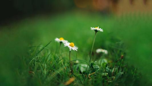 血缘关系的句子美短