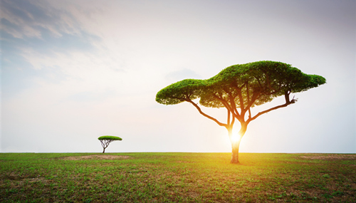 与树木有关的诗，与树木有关的古诗