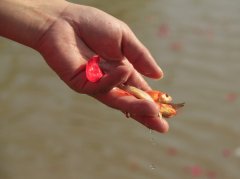 慧露大师的100种禅语（23）3