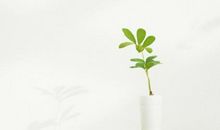 亲情之间火苗的句子