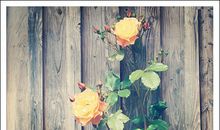 表达春天的句子