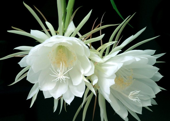 关于谭华的优美句子