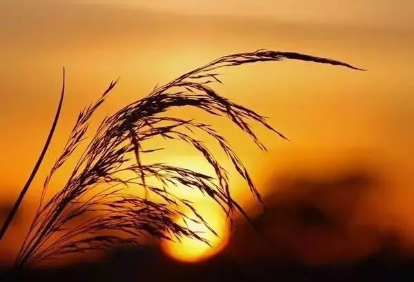 21.如果您没有令人惊叹的事情要做，那就做个小人，生一个孩子，对一对老年夫妇孝顺，给您的另一半简单幸福的生活。