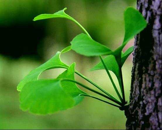 关于人生的座右铭1