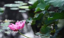 苦是生活的原味，累是人生的本质