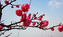 描写梅花的诗句50句