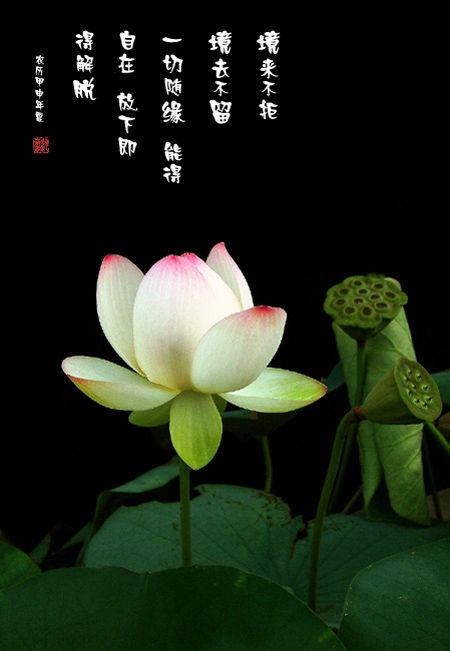 100个佛教经典词