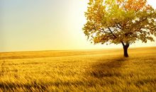 关于风景的优美诗句