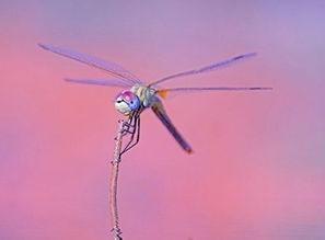 QQ签名大全2018女生