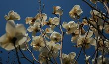 时光无言，季节的流转