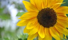 描写太阳花的句子