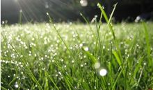 关于清晨的优美句子