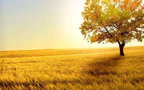 形容秋收的单词