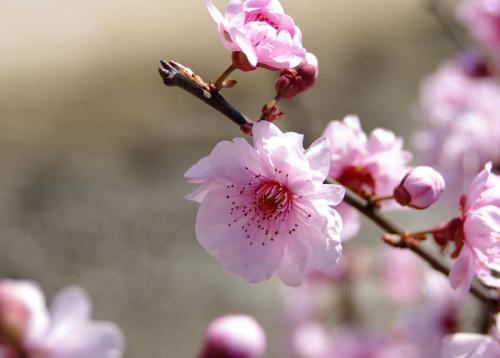 写梅花的诗句 2