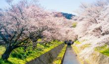 不远万里描述亲情的句子