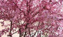 关于桃花的诗句