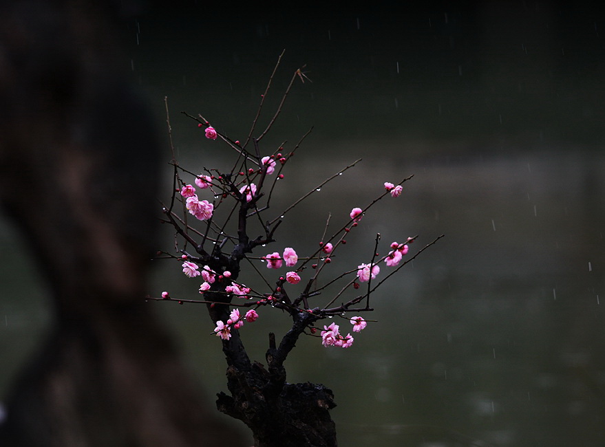 20.她的神圣就像漂浮在广汉琼楼的美丽仙女。让我忘记返回