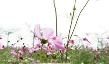 知冷知热的句子亲情