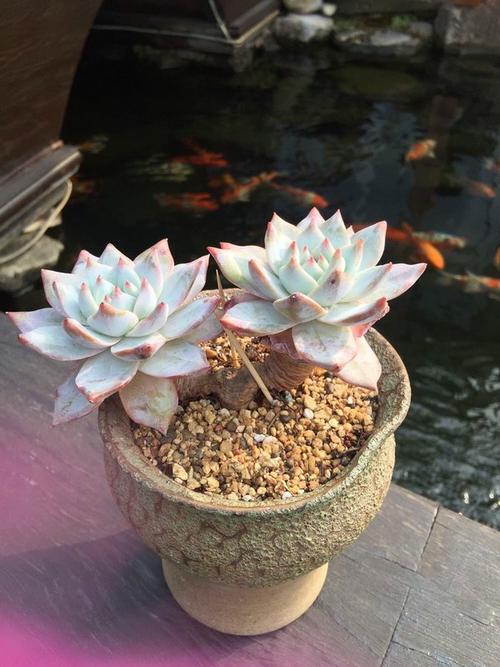 亲情觉悟过来的句子 2