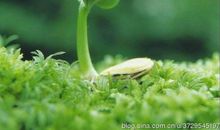 绿色生命的句子