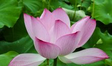 我的廉洁座右铭